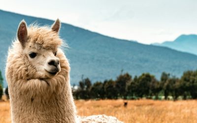 Ein Alpaka fürs Büro